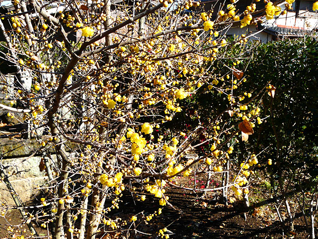 雷電神社のロウバイが沢山咲いている