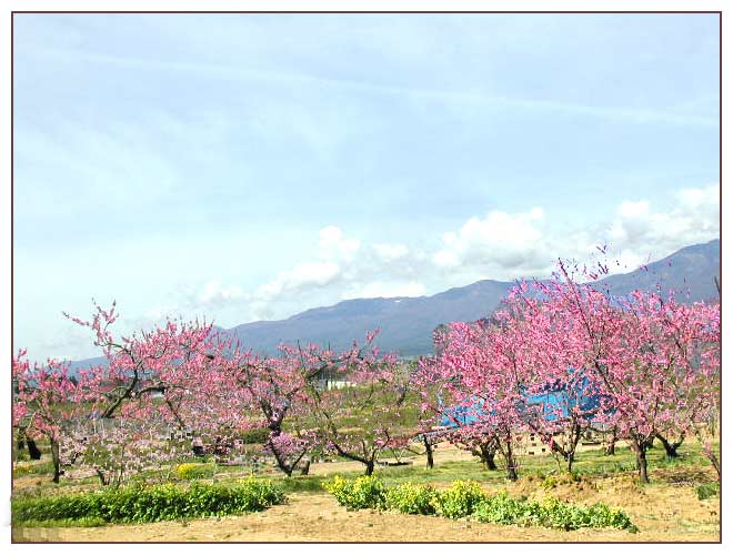 佐久の春桃の花が満開　後ろの山は浅間山周辺