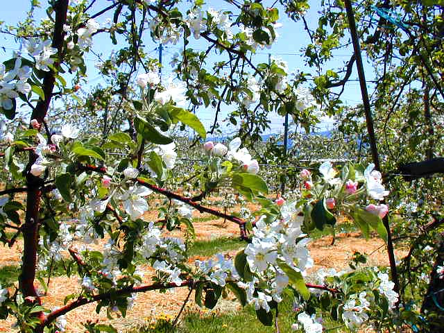 りんごの花の間から蓼科方面を見る
