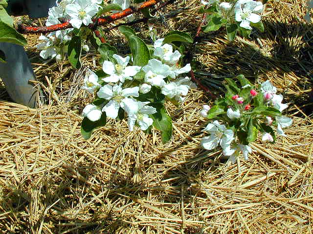 リンゴの花が満開の時期