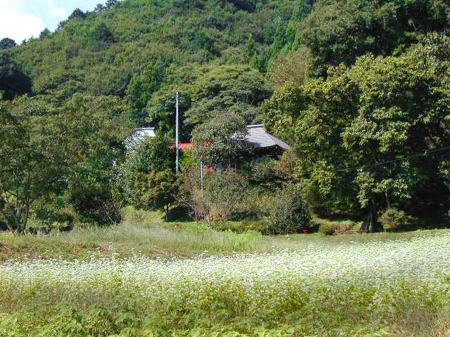 粟野ソバの花咲く村