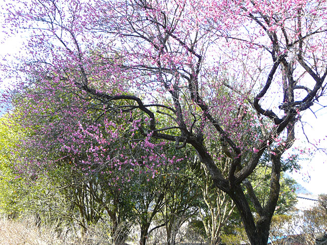 華蔵寺周辺の春