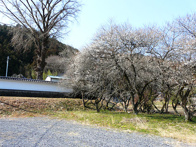 白い門の外側に白梅の花が咲いている