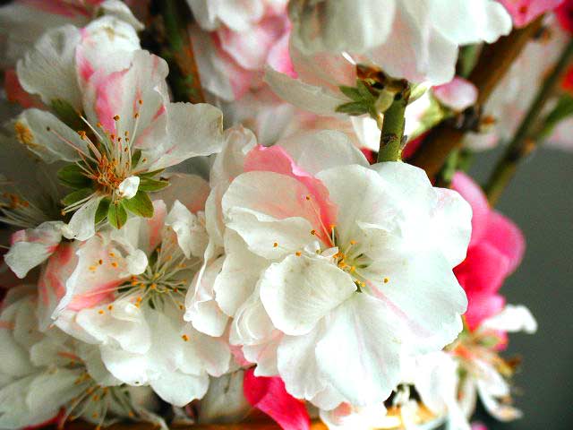 桃の花の咲き分け花
