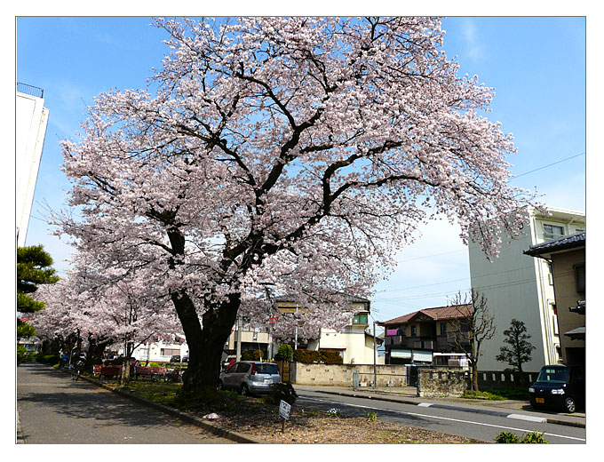 新川と道路沿いの桜並木