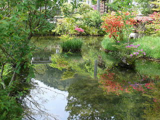 妙雲寺の池の端で牡丹の花を楽しむ