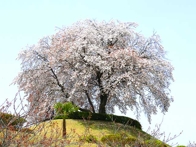 都賀の桜