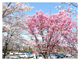 八重桜咲く