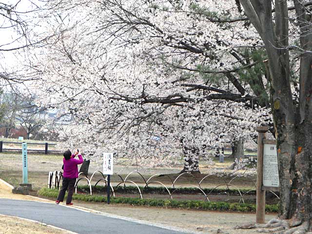 淡墨桜を撮る人