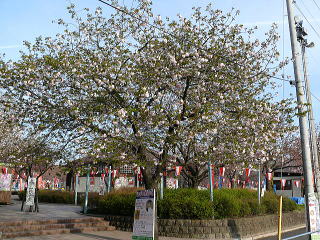 天平の丘の桜開花