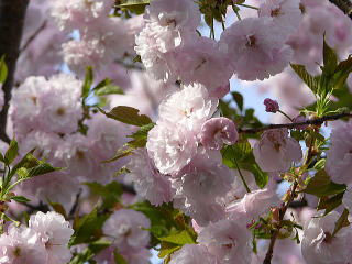 八重桜咲く頃