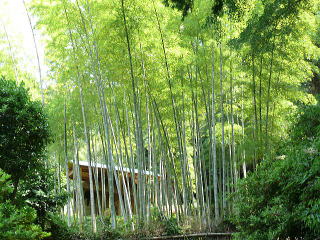 竹林と大中寺