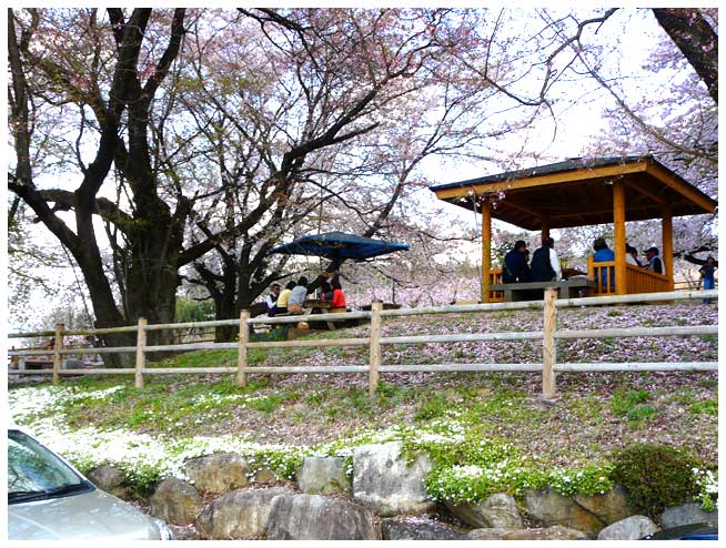 花鳥山遺跡で桜を楽しむ人達