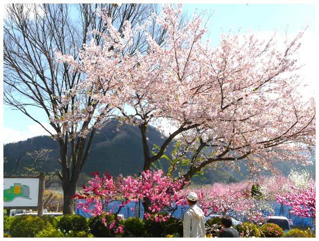 釈迦堂で桜と桃を楽しむ方々