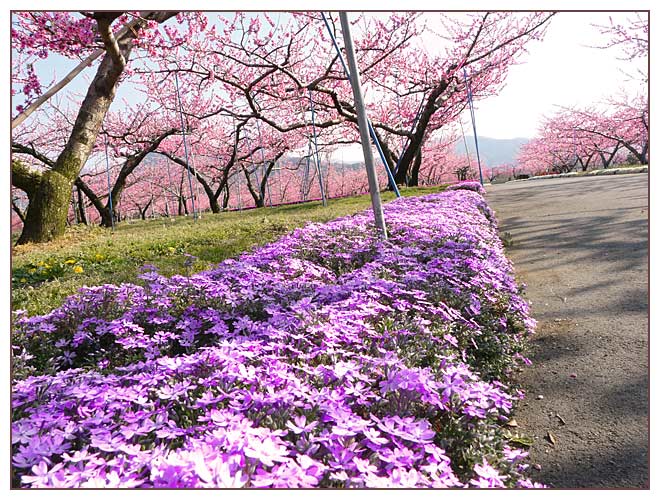 芝桜と桃の花