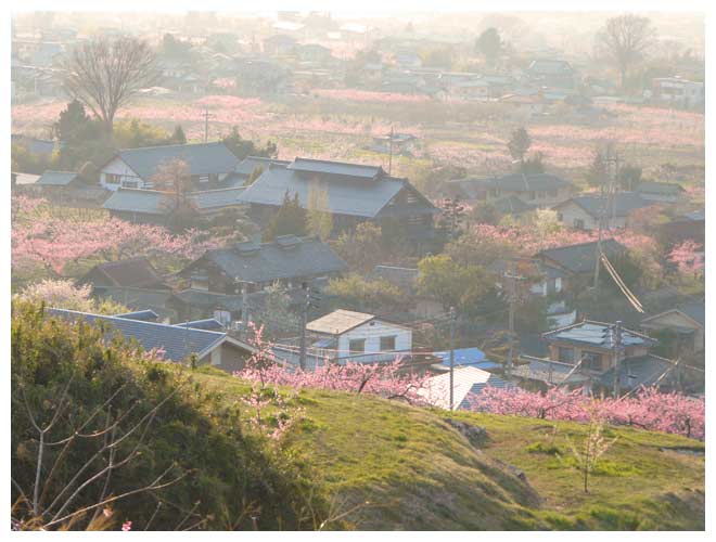 夕景の桃の花咲く丘