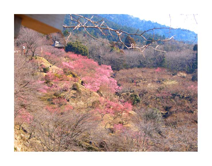 筑波梅林の様子_ピンク色の花が多いのが特徴