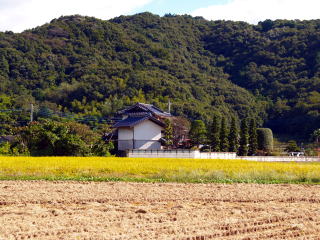 都賀の稲と白蔵の家