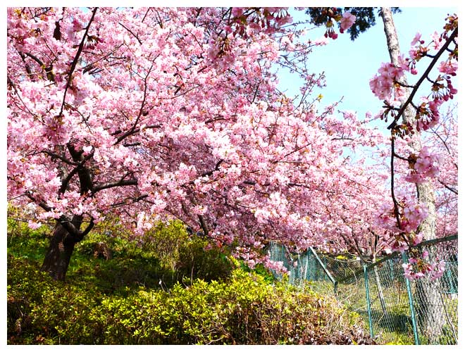 河津桜を鑑賞する