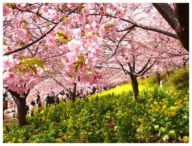 河津桜を鑑賞する人たち