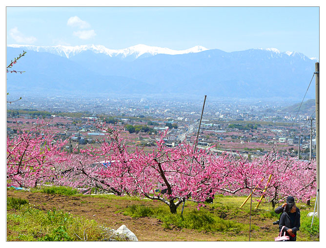 甲府盆地から見る桃の花と中央アルプス