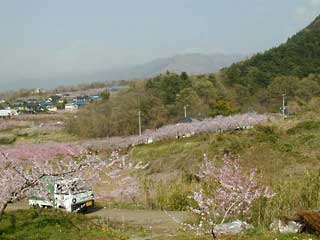 丘より見る桃の花
