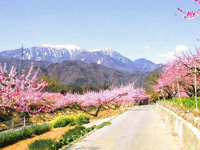素晴らしい桃の花と白鳳三山、甲斐駒ヶ岳