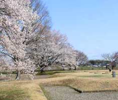 天平の丘淡墨桜