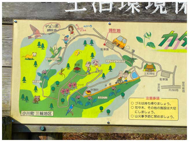 小川町の山林地区は、カタクリが最も有名・・しかし水芭蕉、そして座禅草も見られる