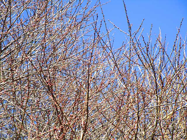 錦鯉公園の梅の木の状態２０１８
