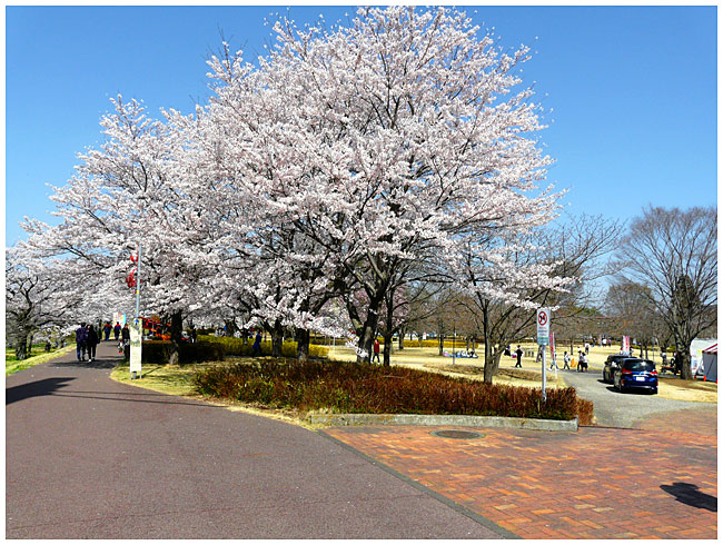 東雲桜の美しく咲く満開状態