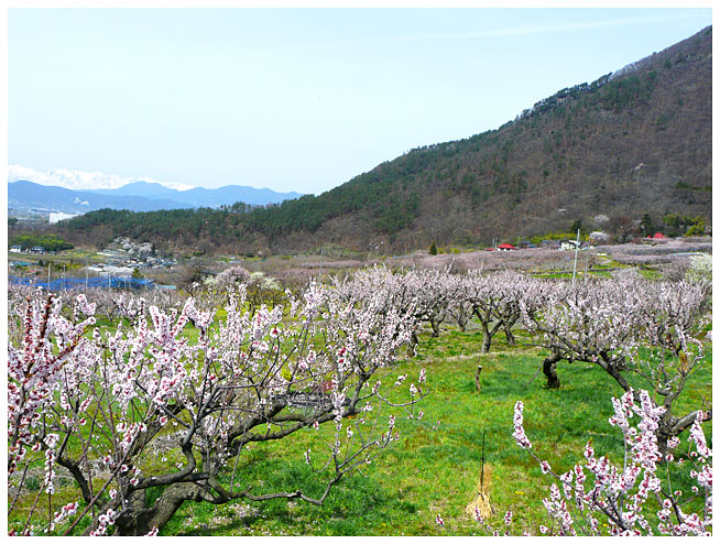 自然の中に杏野花が咲いている