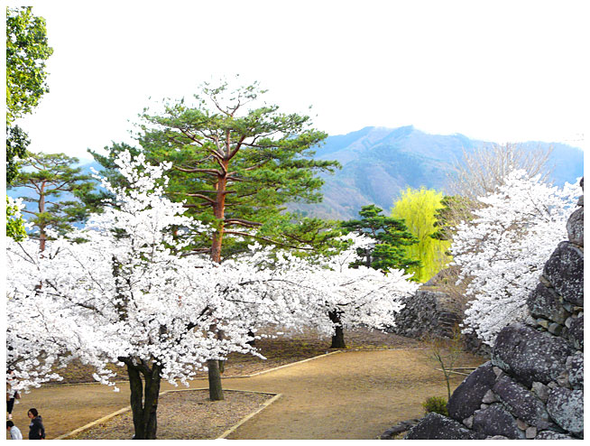 松代城の満開の桜