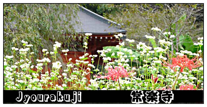常楽寺の彼岸花とソバの花