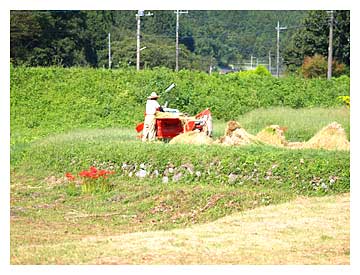 仙波といねの刈り入れ風景