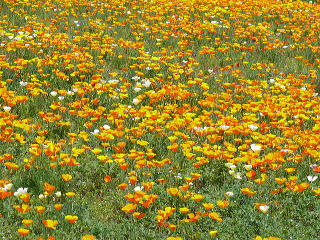 常楽寺近辺の農家で見る花の畑