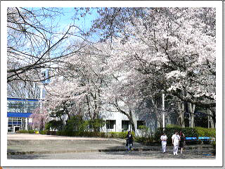獨協大学の桜