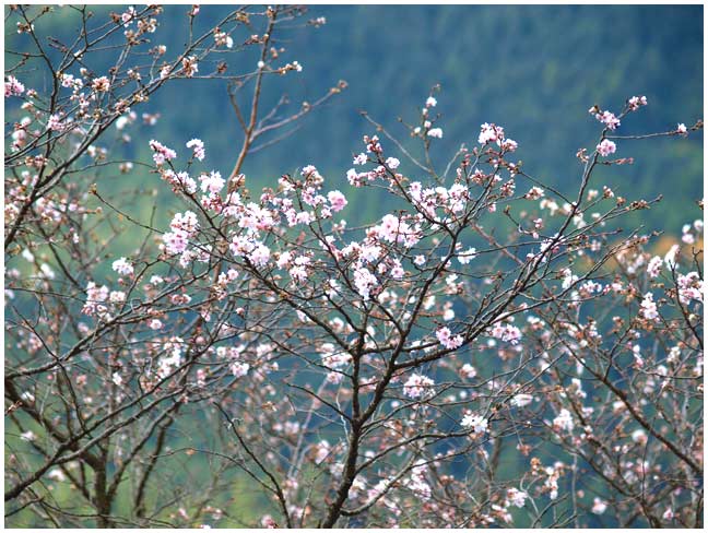 藤岡桜山の山頂の冬桜