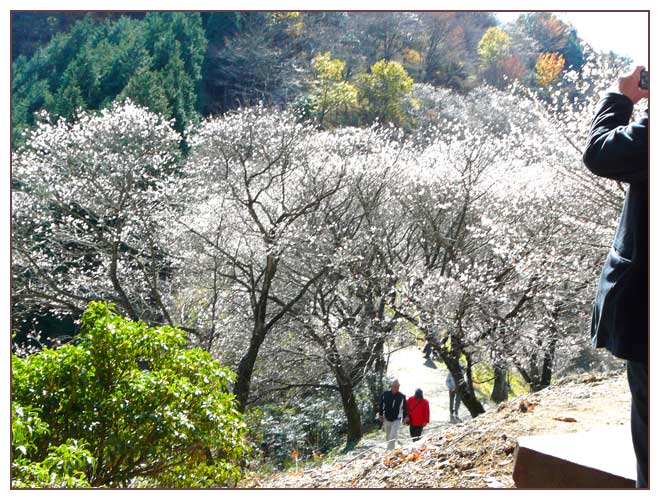 藤岡鬼石の冬桜