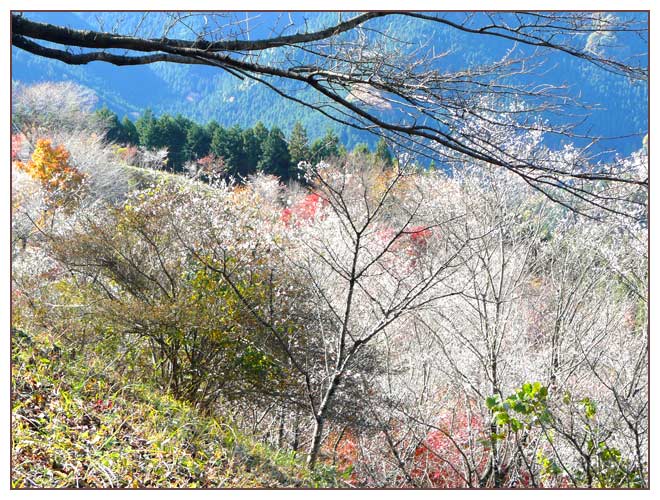 冬桜と周辺の山を望む