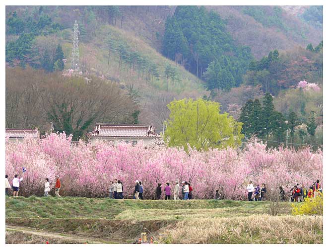 こんなに美しく咲く桜の中を歩行して楽しむのである