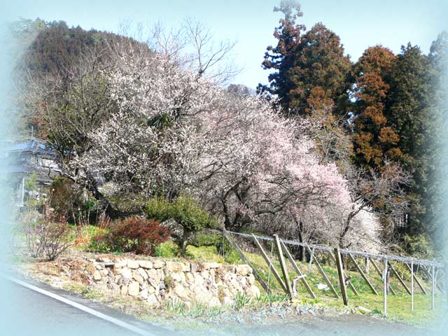 梅咲く農村風景