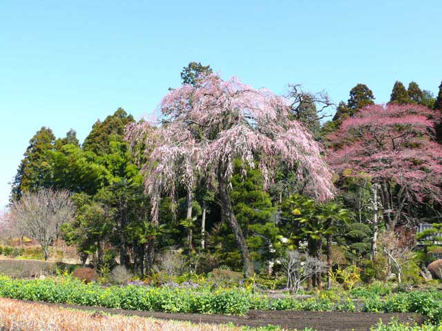柴田家の桜