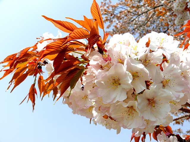 山桜と葉