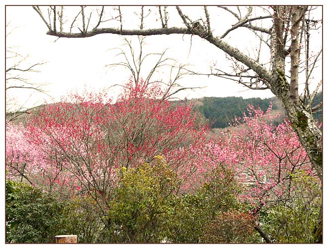 錦鯉公園と梅の開花