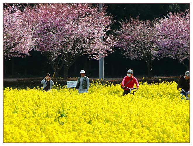菜の花と思川桜