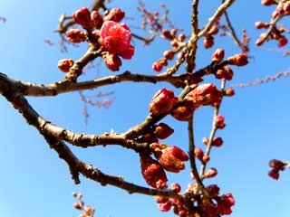 南河内地区にある薬師寺跡の梅の花