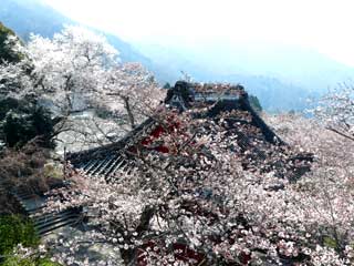 観音の縦桃を上から見る桜風景