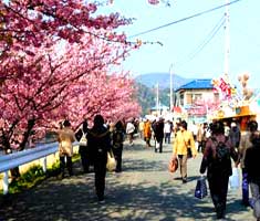 河津の桜祭り
