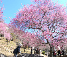 筑波山南麓に咲く美しい紅梅が見られます・・